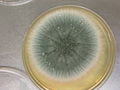 Colony in Petri dish