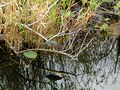 Grünreiher am Everglades Nationalpark