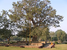 Anandabodhi tree in Jetavana monastery.