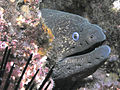 California moray eel, San Clemente Island
