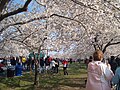 Thousands of people attend the annual Cherry Blossom Festival every spring.