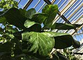 Crown of large, edible, cabbage-like leaves that earned the species the common name of cabbage tree (Temperate House, Kew Gardens)