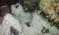 Image 21Dense mass of white crabs at a hydrothermal vent, with stalked barnacles on right (from Habitat)