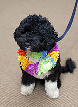 "A black dog with curly hair and white feet wears a multi-colored lei around his neck"