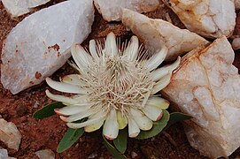 A flower sitting among quartz stones in Nyika National Park.