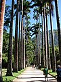 A palm tree avenue (landscape allée) of Roystonea oleracea palms.