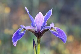 Iris versicolor L. — Larger blue-flag
