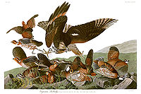 Plate 76 of The Birds of America by Audubon showing a northern bobwhite under attack by a young red-shouldered hawk, painted 1825