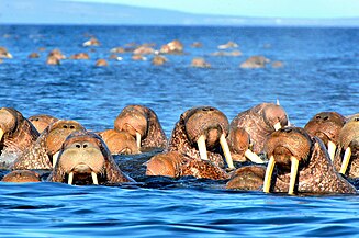 Kolyuchin Island: Walrus herds near the island
