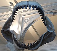 Fossilised Megalodon jaws at the American Museum of Natural History, New York