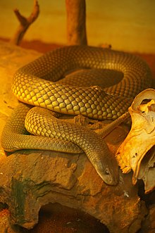 A thick-set brownish snake in a rocky area in a zoo