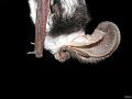 The blunt tragus of the spotted bat