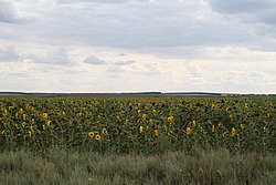 Sunflower field, Bolsheglushitsky District