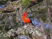 Red bird in a tree