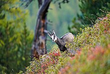 Chamois in the Aletsch Forest Nature Reserve in Switzerland