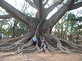 Image 42Buttress roots of the kapok tree (Ceiba pentandra) (from Tree)