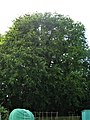 'Pinnato-ramosa', Portsmouth, UK. 20m height, bole 3.33m girth