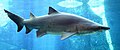 Image 53The sand tiger shark is a large coastal shark that inhabits coastal waters worldwide. Its numbers are declining, and it is now listed as a vulnerable species on the IUCN Red List. (from Coastal fish)