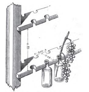 Preservation of grapes with fresh stalks in flasks containing water (Rose Charmeux (1863), fig. 37, p. 80).