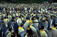 One of the penguin colonies of the islands
