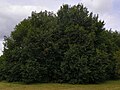 Unidentified broad-leaved elms, Six Hills Common, Stevenage, Hertfordshire
