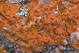 crust-like orangish growth on quartz-like rock