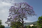Jacaranda tree blooming in India