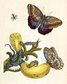 Platte XXIII aus Metamorphosis insectorum Surinamensium, Boccaves-Frucht mit Entwicklungsstadien des Falters „Kleiner Atlas“ und Eidechse