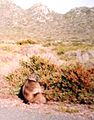 Pavian auf der Kap-Halbinsel