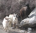 Changthangi (=Kashmiri; englisch Pashmina Goat)