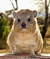 The rock hyrax is a stoutly built, rotund animal.