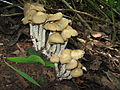 Image 26Psilocybe zapotecorum, a hallucinogenic mushroom (from Mushroom)