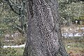 Rough aspect of the trunk, commonly seen in older trees