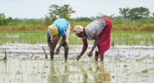 Rice plantation in Ghana