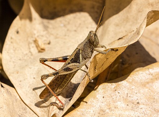 Unidentified brown grasshopper