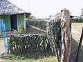 Acanthocereus tetragonus. Verwendung als Zaun oder Hecke, ländliche Gegend, Kuba, Atlantikküste