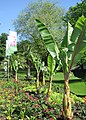 Bad Lippspringe 2017: Banana trees in Arminius Park