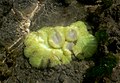 A beautiful fluorescent carpet anemone found on Pirotan Island