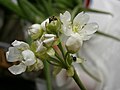 Dionaea muscipula flower cluster