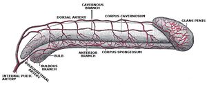 Diagram of the arteries of the penis.