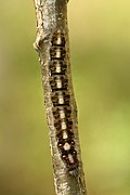 Lasiocampa quercus 4th instar caterpillar Keila (top view) (SDG 15)