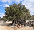 1600 Jahre alter Olivenbaum