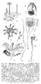 Weiblicher Gametophyt und Sporophyt