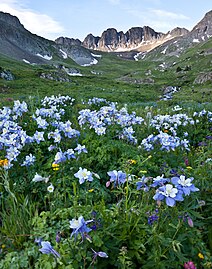 Colorado blue columbine along the Alpine Loop Back Country Byway