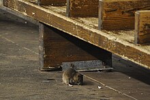 Rat nibbling on trash in front of subway bench