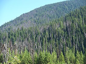 Pine beetle damage in E. C. Manning Provincial Park, British Columbia, Canada, as of August 2010
