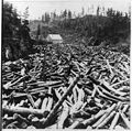 Image 14Logging pine c. 1860s–1870s (from History of Minnesota)