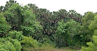 Old growth sabal palm grove, Sabal Palm Sanctuary, Cameron County, Texas, USA (11 April 2016).