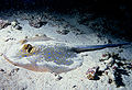 Image 18Bluespotted ribbontail ray resting on the seafloor (from Demersal fish)