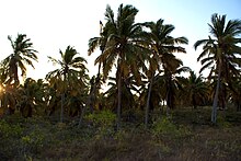 A coconut grove on Juan de Nova Island.
